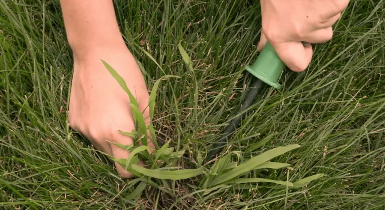 crabgrass broadleaf weeds st louis lawn