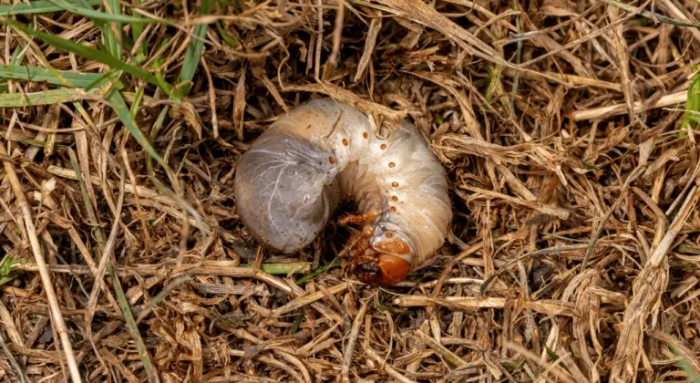 japanese beetle grubs in missouri
