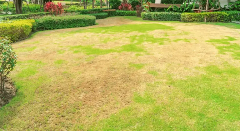 lawn fungus in st louis