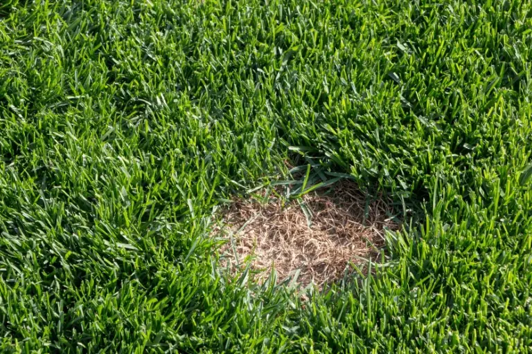 lawn has brown spots even with sprinklers running