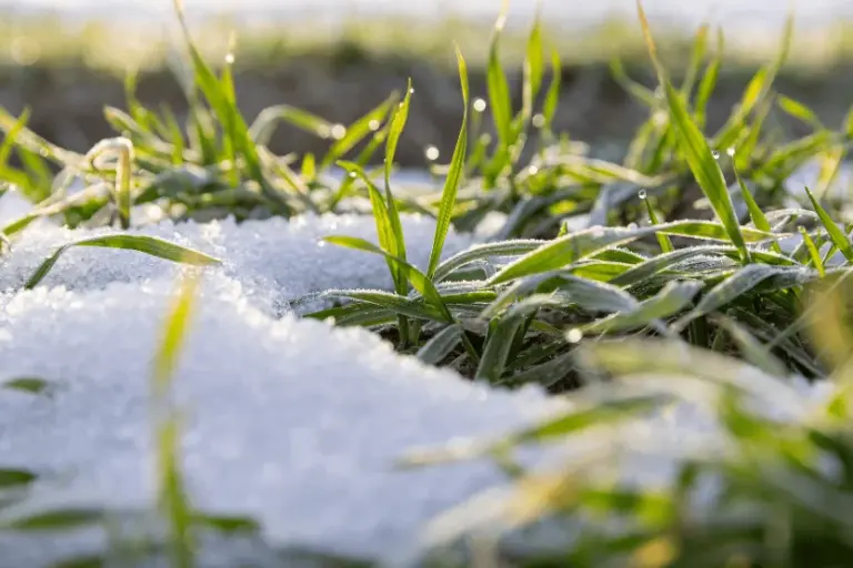 spring yard problems after snow melt nj