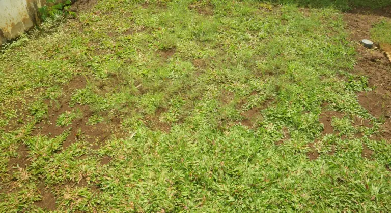 aerate and overseed new jersey lawn