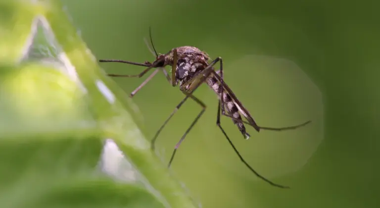 mosquito and tick control treatment in a new jersey backyard