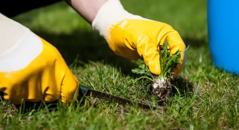 weeds on new jersey lawns after fertilizing