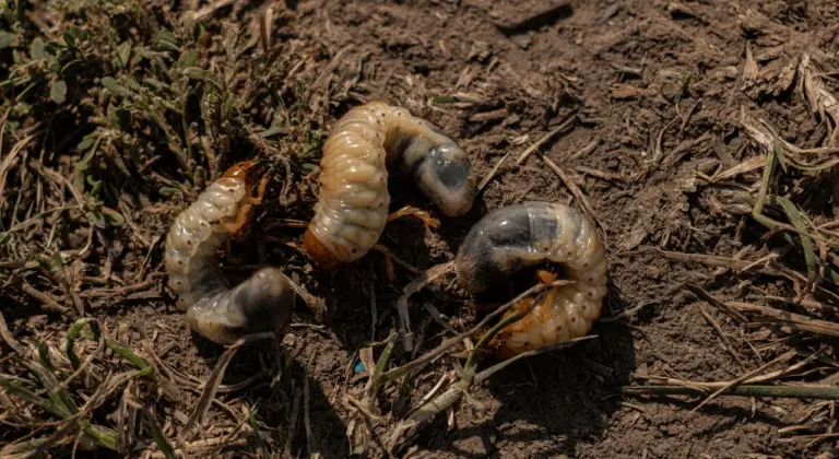 lat summer grub control in omaha