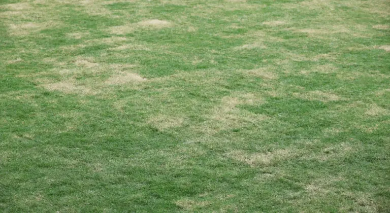 lawn turning brown in late summer